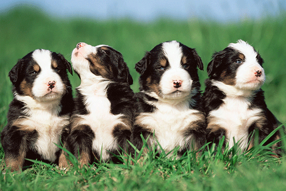 1496305902746836.gif 4499633_234733192000_2.gif